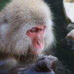 Snow Monkey & Zinkoji With Sake Tasting Private Tour Tour Overview