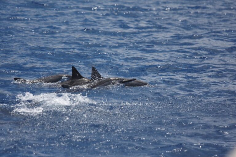 South Maui: Maalaea Guided Motorboat Tour With Snorkeling Tour Overview