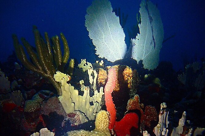 Sunset On The Water + Night Snorkeling With Guide In St. Thomas Inclusions