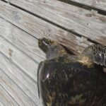 Sweetings Cay Mangrove Kayaking And Turtles Tour Inclusions