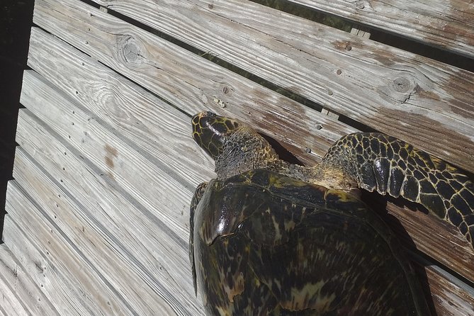 Sweetings Cay Mangrove Kayaking and Turtles - Tour Inclusions