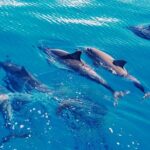 Swim With Dolphins In The West Coast Line Of Oahu Tour Overview