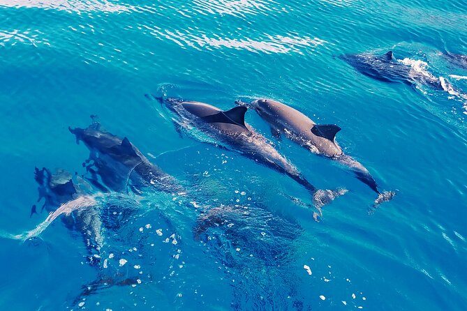 Swim With Dolphins in the West Coast Line of Oahu - Tour Overview