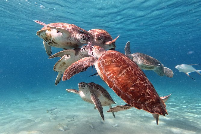 Swimming With Sea Turtles Incl. Pictures. Award Winner - Snorkeling Experience