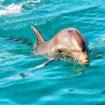 Swimming With Wild Dolphins & Whale Watching With Transportation Overview Of The Tour