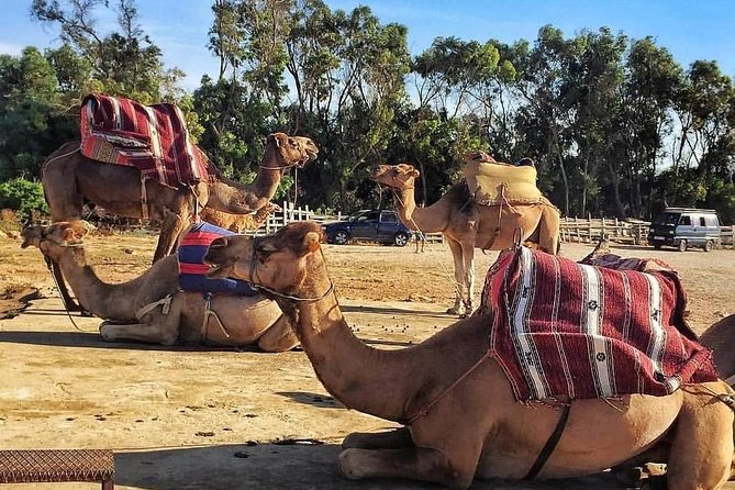 Tangier Private Day Tour Tour Overview