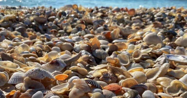 Ten Thousand Islands: Barrier Island Shelling Tour Tour Overview