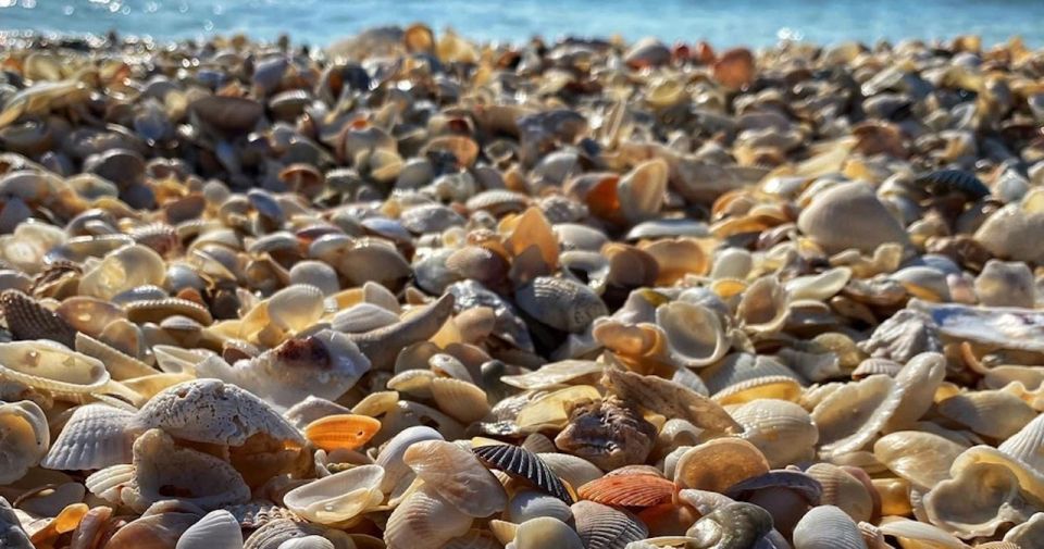 Ten Thousand Islands: Barrier Island Shelling Tour - Tour Overview