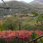 Tenuta San Francesco Wine Tasting Overview And Details