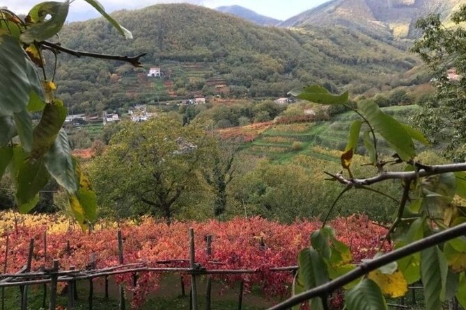 Tenuta San Francesco Wine Tasting - Overview and Details