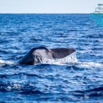 Third: Whale And Dolphin Watching In A Zodiac Boat Tour Overview And Details