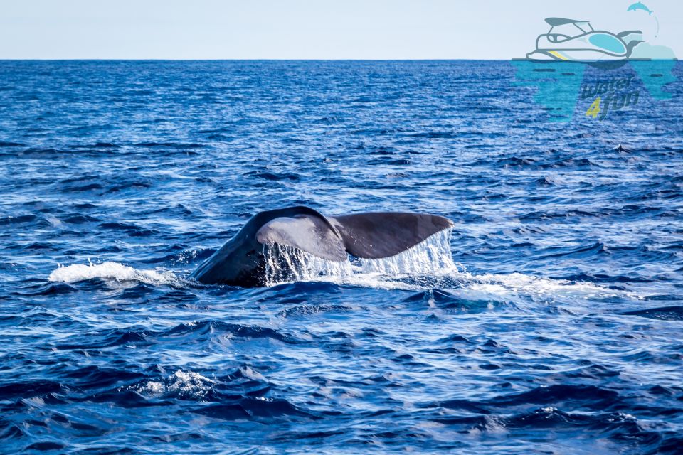 Third: Whale and Dolphin Watching in a Zodiac Boat - Tour Overview and Details