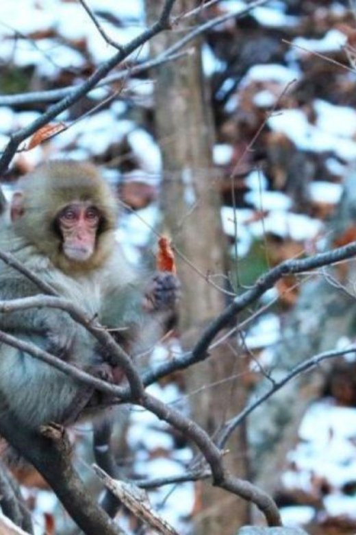 Tokyo: Luxury Snow Monkey Park Private Tour In Land Cruiser - Communication and Customer Support