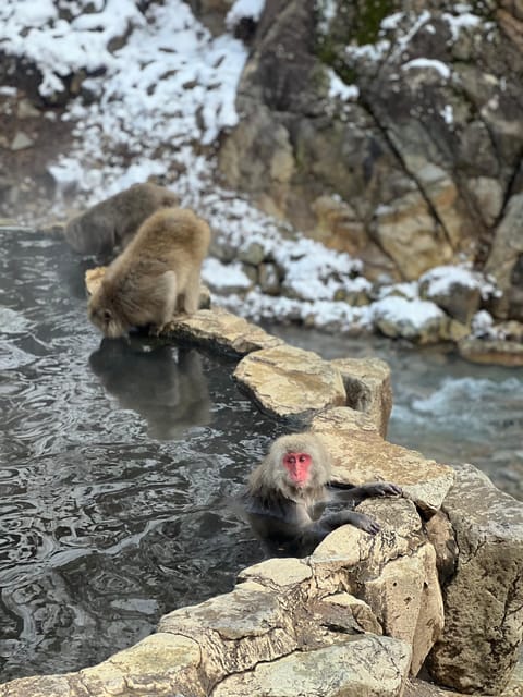 Tokyo/Nagano: Snow Monkey & Zenkoji Temple Private Day Trip - Tour Overview and Pricing