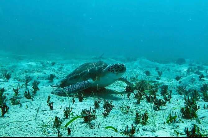 Tortola Private Tour And Snorkeling In The Most Beautiful Beaches Meeting And Pickup Details