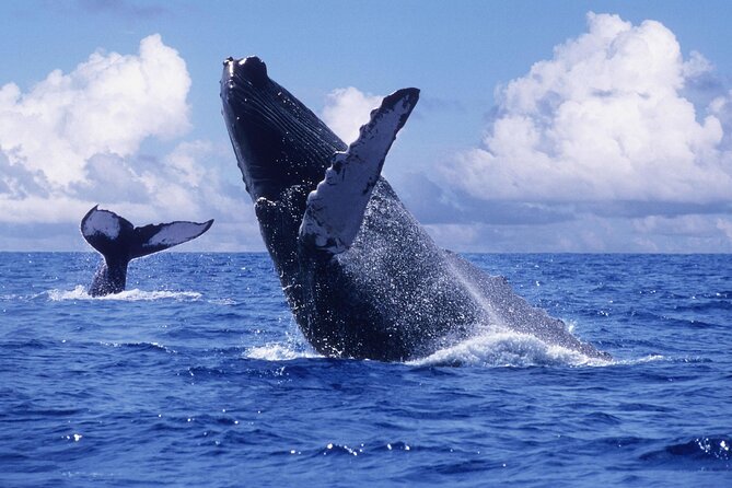 Tour With Whale Watching in Samaná, Beach and Waterfall - Tour Overview and Highlights