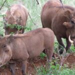 Tsavo East And Ngutuni Sanctuary Safari 3 Days From Mombasa Tour Overview