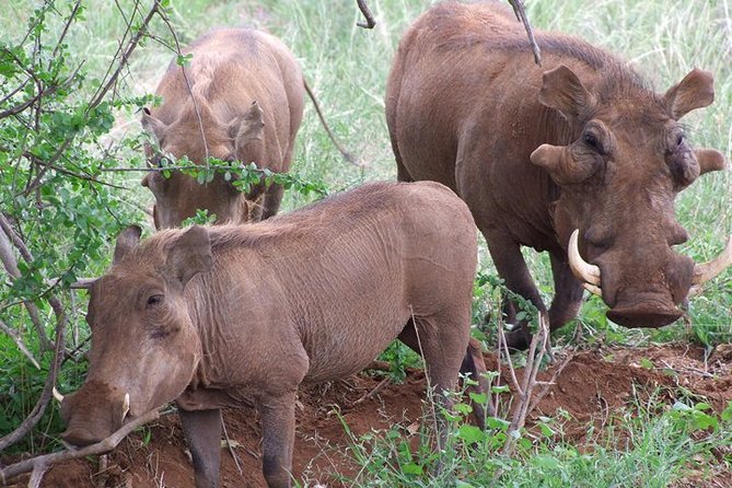 Tsavo East and Ngutuni Sanctuary Safari 3 Days From Mombasa - Tour Overview