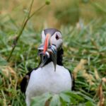 Two In One: Whale & Puffin Watching Tours From Reykjavik Tour Details