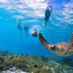 Ultimate Shore Snorkeling Adventure On Kauai Overview And Highlights