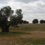 Visit Olive Grove Centenary With Oil Tasting Course Activity Overview