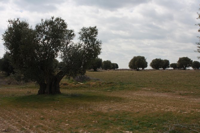 Visit Olive Grove Centenary With Oil Tasting Course - Activity Overview