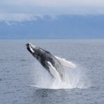 Whale Watching Boat Tour With Expert Guide From Reykjavik Overview Of The Whale Watching Tour