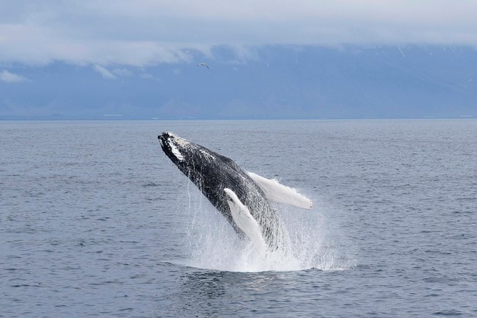 Whale-Watching Boat Tour With Expert Guide From Reykjavik - Overview of the Whale-Watching Tour