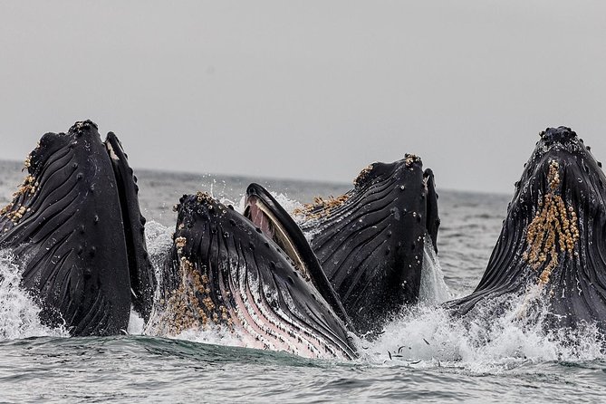 Wildlife Viewing and Whale Watching Quest - Overview of the Tour Experience