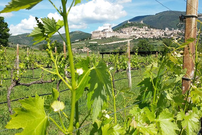 Wine Tasting and Walk in the Vineyard of Assisi - Overview of the Experience