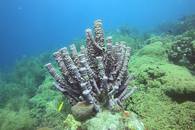 2 Tank Guided Shore Dive - Curacaos Coastal Dive Sites