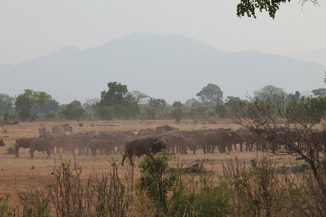 2-Day Private Mikumi National Park Tour With Pickup - Pickup Information