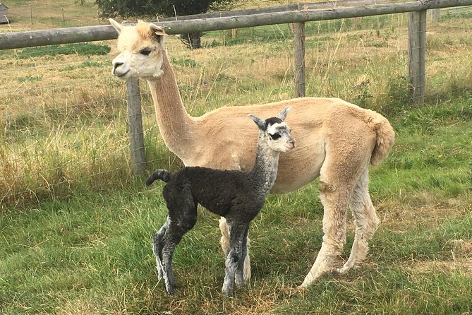 2-Hour Alpaca Farm Experience in Kenilworth - Meeting Details