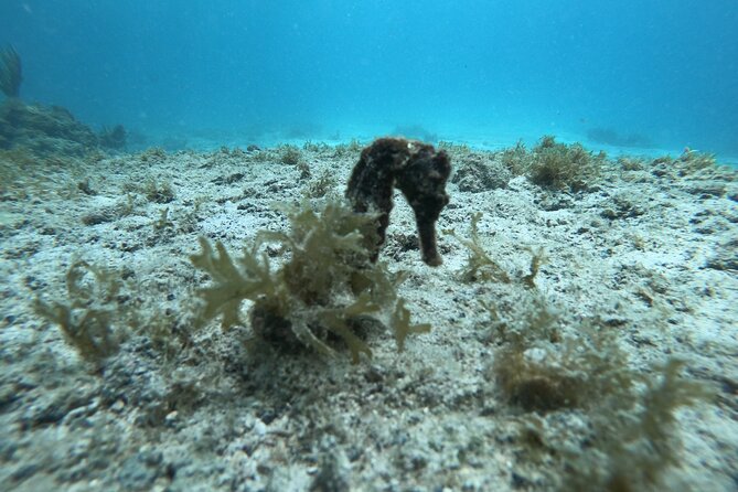 2 Tank Guided Shore Dive - Spotting Marine Life Diversity