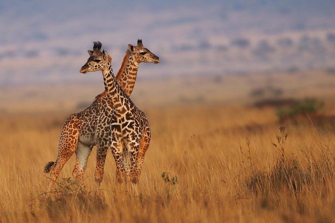 3 Days Maasai Mara Guided Safari From Nairobi - Game Drives and Wildlife Spotting