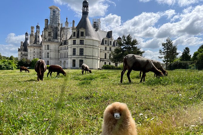 3 Loire Valley Castles and Wine Tasting Private Guided Tour - Inclusion Details