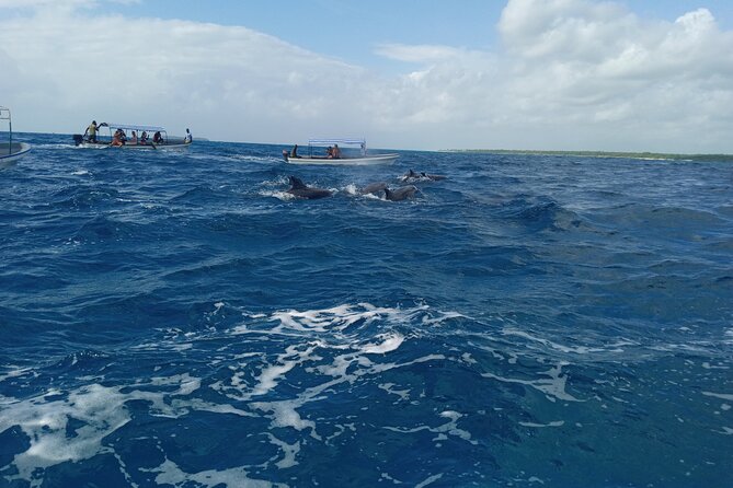 5-Hour Snorkeling, Swimming With Dolphins and Sea Turtles Aquarium - Picnic at Sandbank and Turtle Lagoon