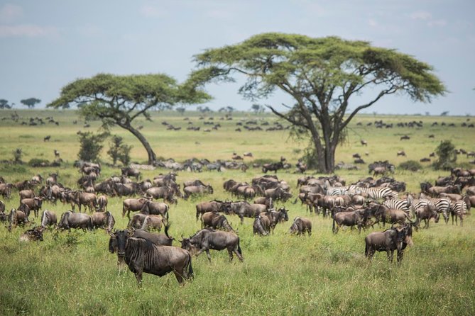 6 Days 5 Nights Safari Ngorongoro, Serengeti and Tarangire National Parks - Daily Safari Activities