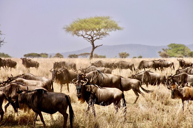 8-Day Essence of Tanzania Safari - Luxury - Included Meals