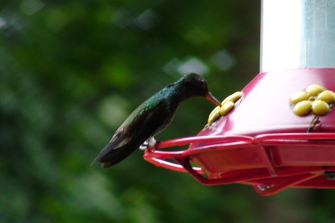 A Day at the Asa Wright Nature Center - Abundant Wildlife and Bird Species