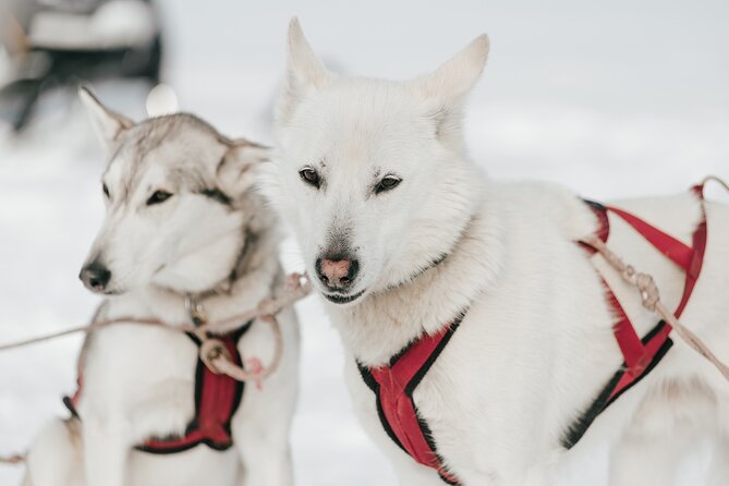 A Day With Bite for Sled Dogs - Inclusions and Accessibility