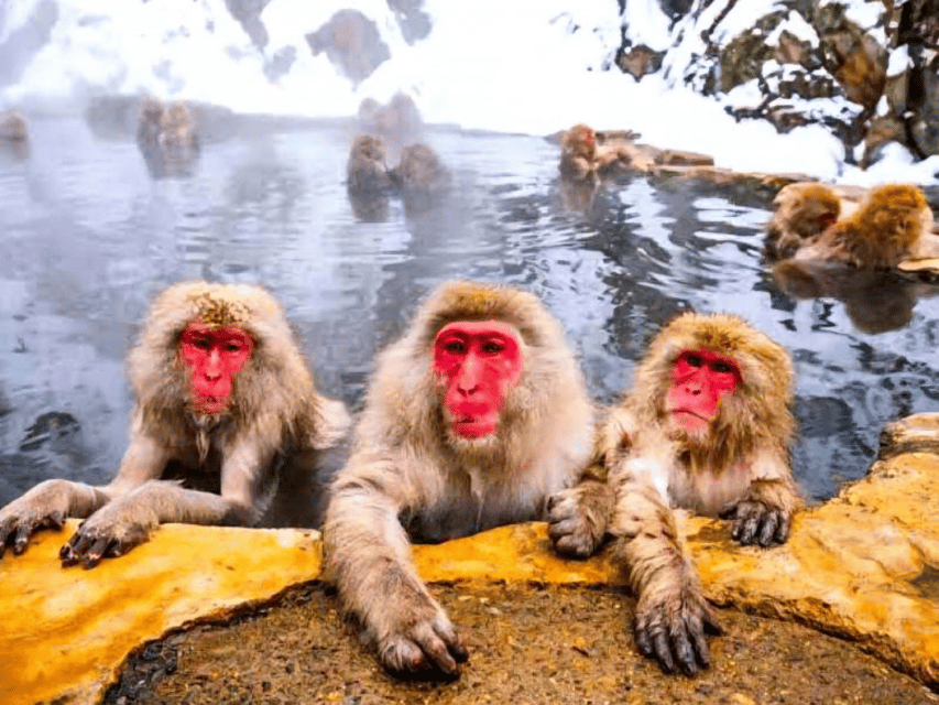 A Memorabele Snow Monkey Park & Zenkoji Temple Private Tour - Tour Inclusions