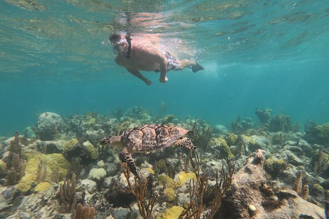 Afternoon Half Day Cruise From Providenciales With Snorkeling and Iguana Island - Snorkeling and On-shore Exploration