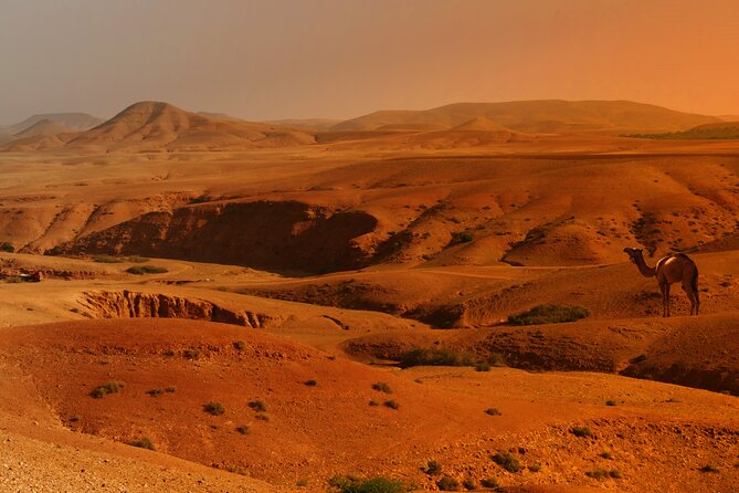 Agafay Desert Sunset, Camel Ride and Dinner From Marrakech - Highlights