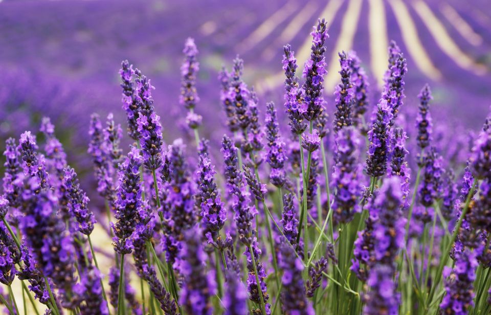 Aix-en-Provence: Day Trip to the Valensole Lavender Fields - Highlights of the Tour