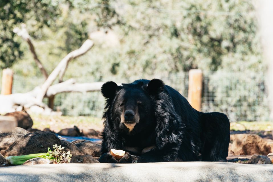 Alpine: Lions Tigers & Bears Animal Sanctuary Guided Visit - Duration and Pricing