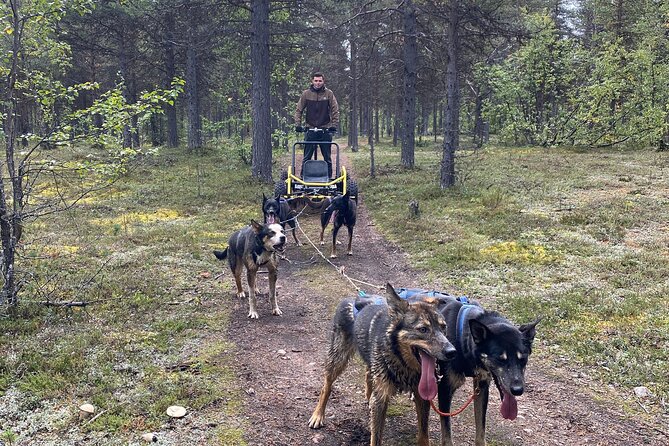 Autumn Husky Sit and Drive Cart Tour From Kiruna - Exploring Forest Trails