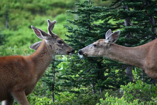 Best of Mount Rainier National Park From Seattle: All-Inclusive Small-Group Tour - Highlights of the Itinerary