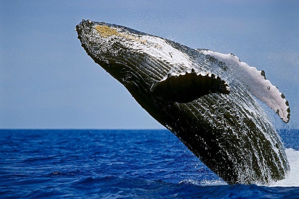 Big Island: Kona Whale Watching Tour - Experience Highlights