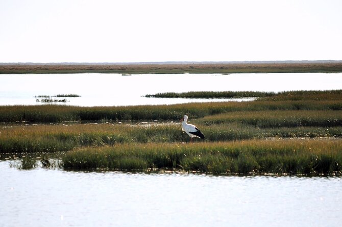 Birdwatching in Ria Formosa - Eco Boat Tour From Faro - Small-group Tour for Birdwatchers